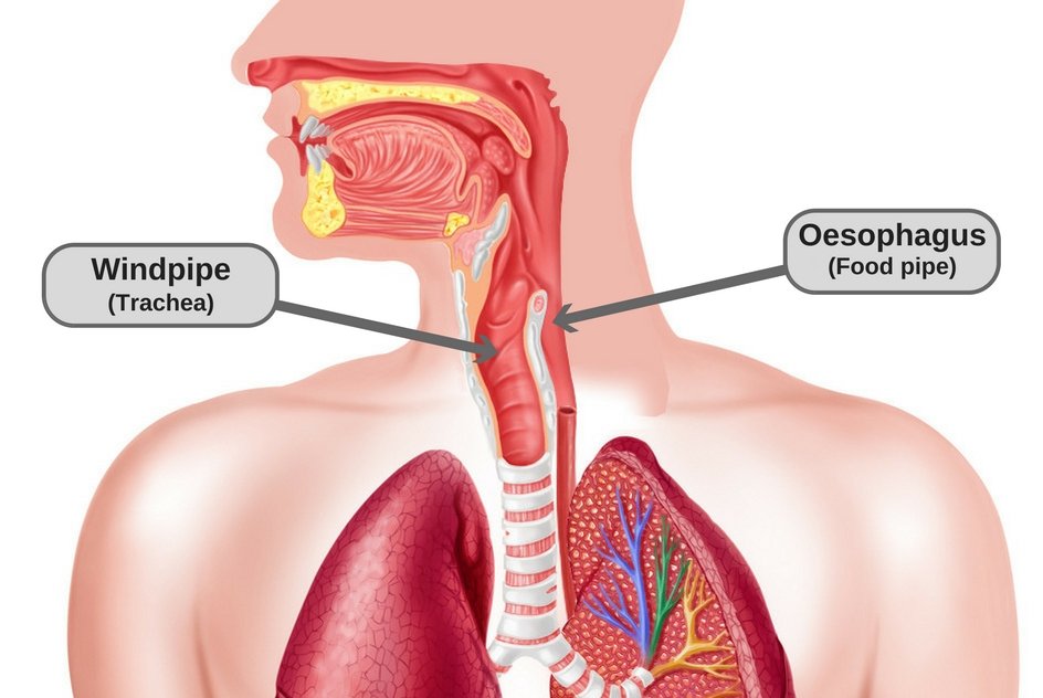 Throat oesophagus (food pipe) windpipe (trachea)