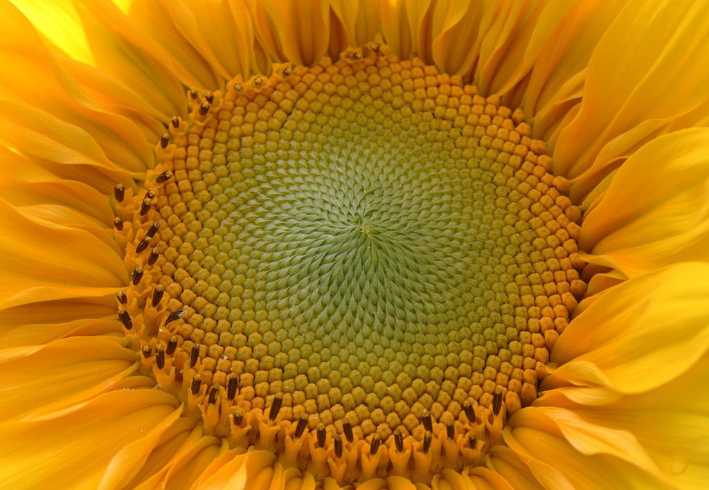 Tournesol Sunflower golden ratio Fibonacci