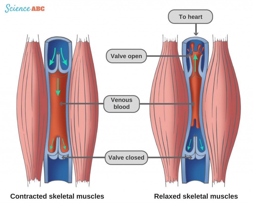 Contracted skeletal muscles relaxed skeletal muscles veins venous valve blood
