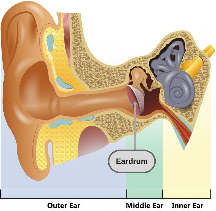 Ear diagram Outer, middle, inner ear, and eardrum