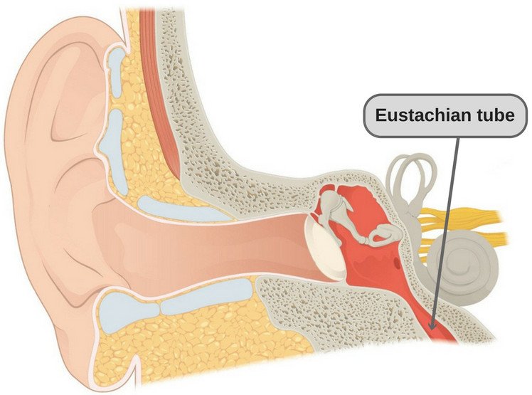 Eustachian tube ear diagram