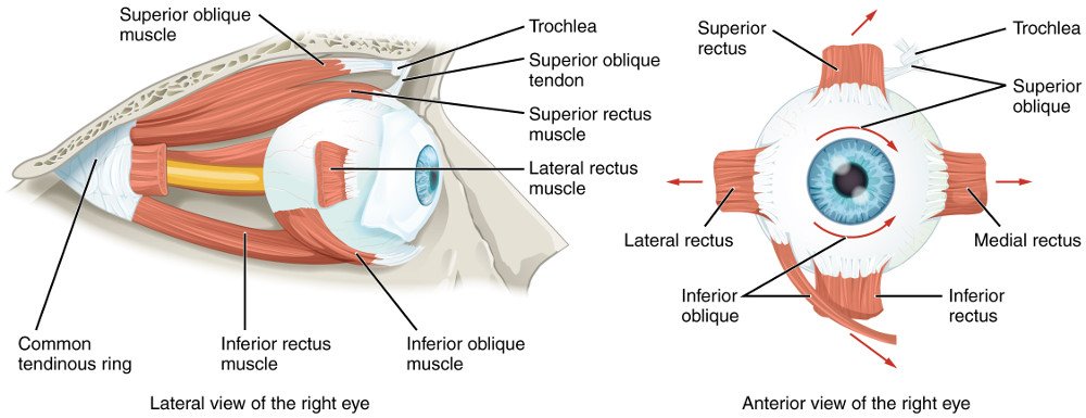 Extraocular Muscles right eye anatomy
