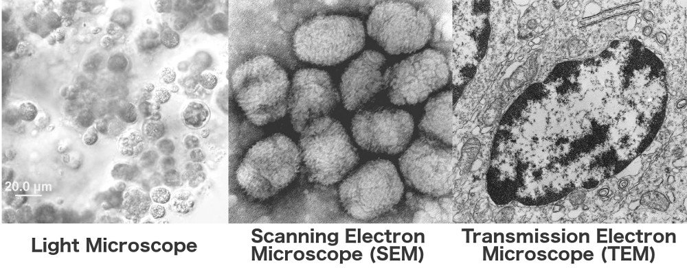 Light microsope scanning electron microsope transmission electron microscope