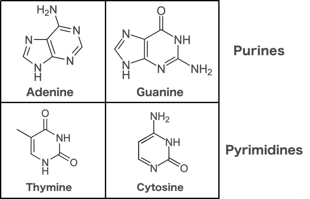 Purines pyrimidines adenine guanine thymine cytosine