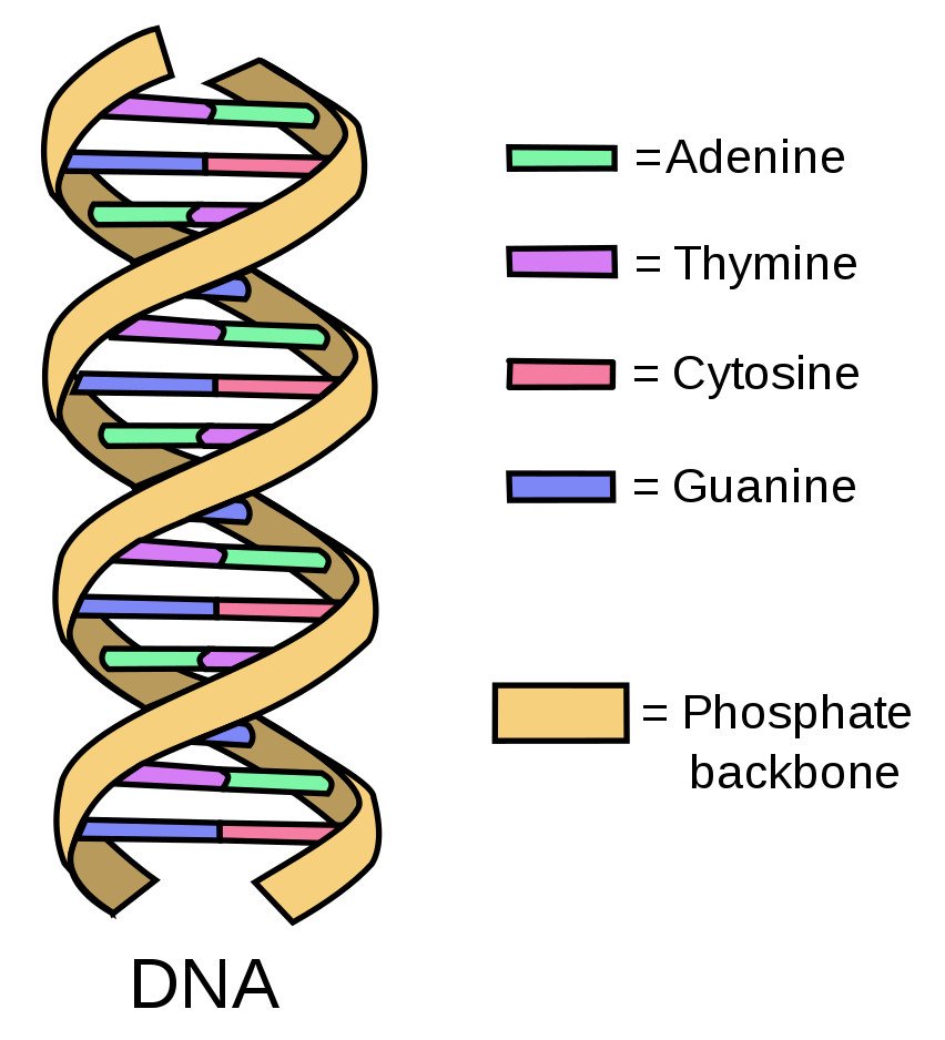Simple diagram of double-stranded DNA