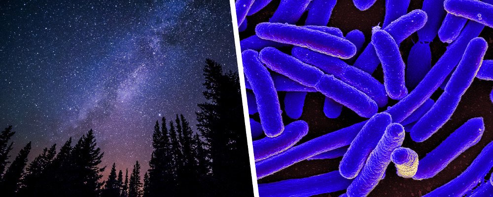 Stars milky way in night and E. coli Bacteria