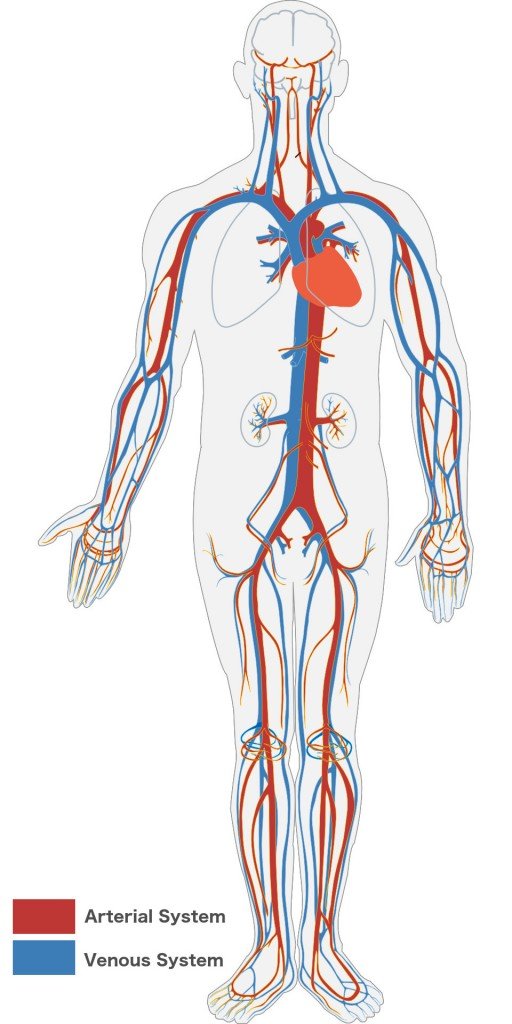 Veins & Arteries system in Human body