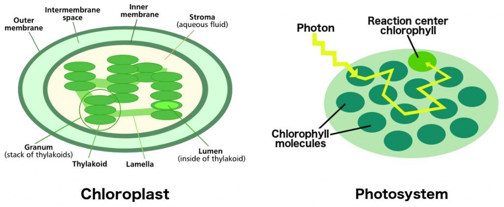 Chloroplast Photosystem