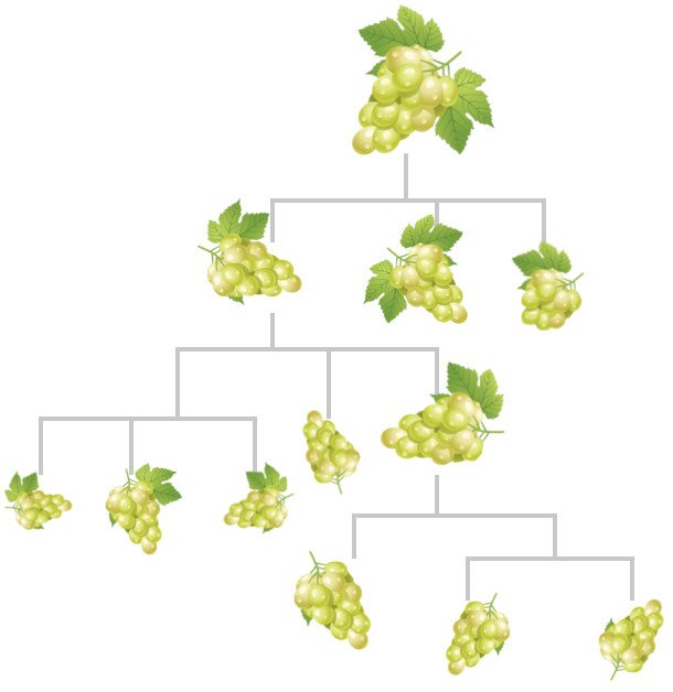 Descendant grapes