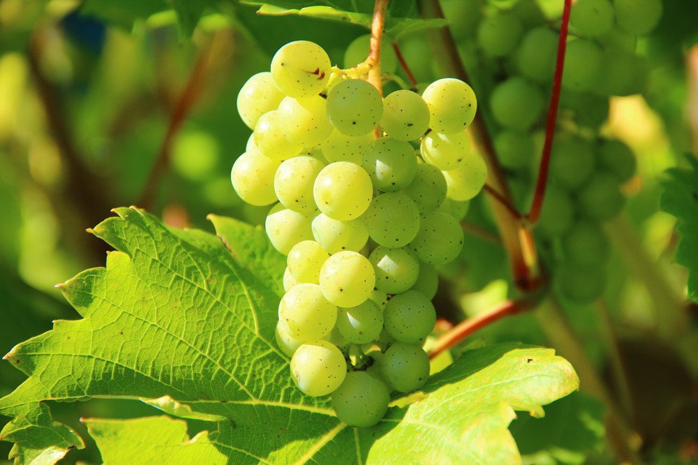Grapes vineyard wine fruit