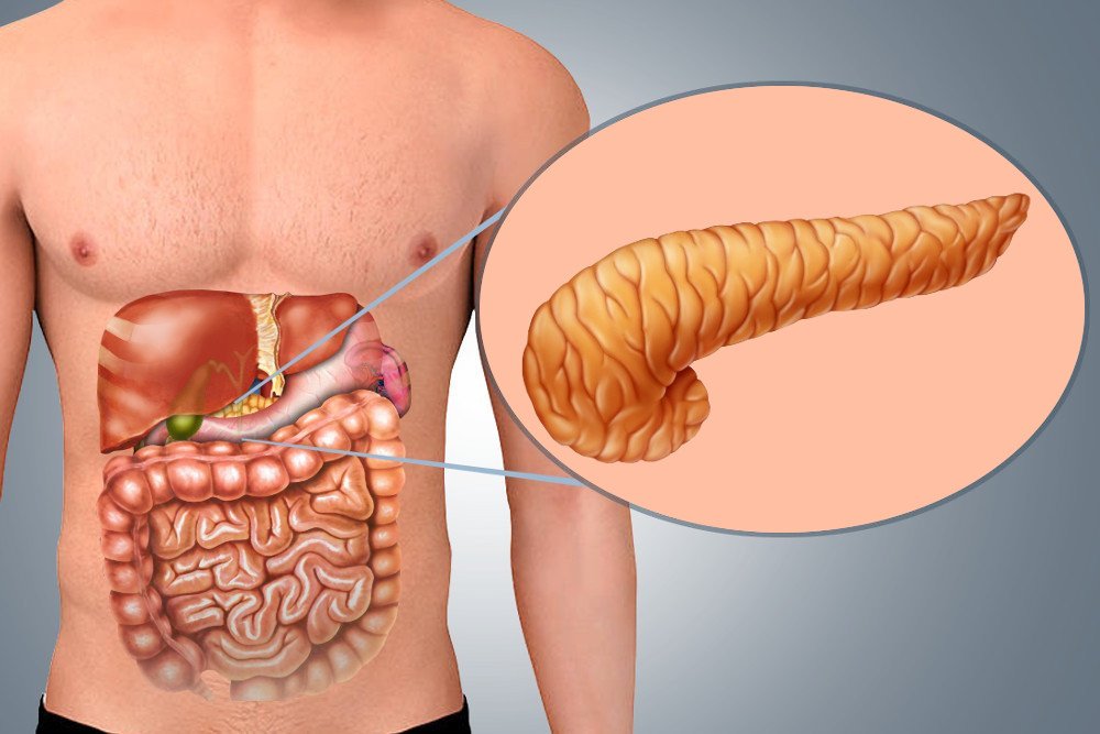 Pancreas in the body