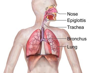 Respiratory System (Illustration)