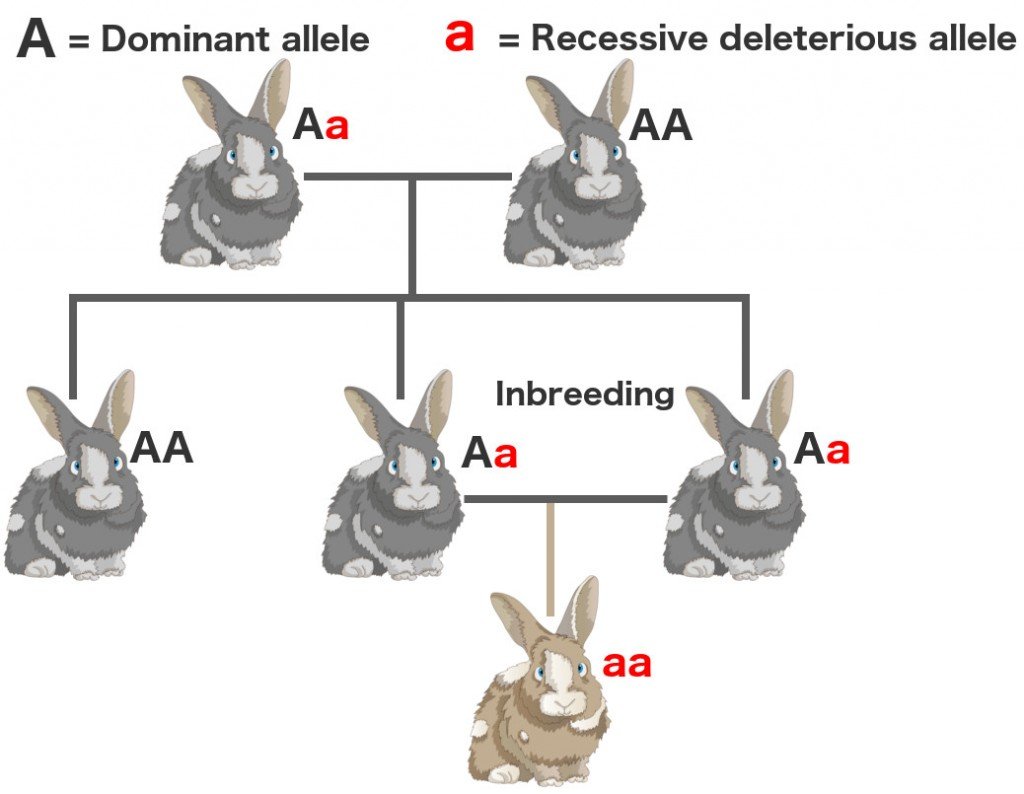 Dominant recessive allele gene inbreeding