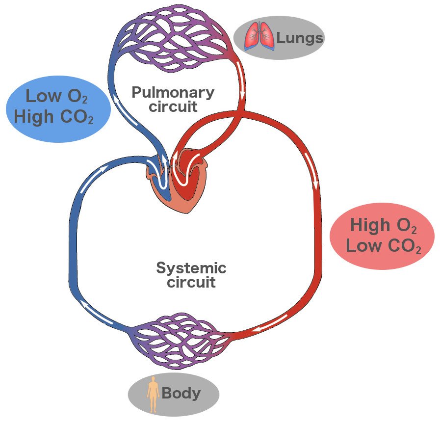 Double circuit pulmonary & systemic