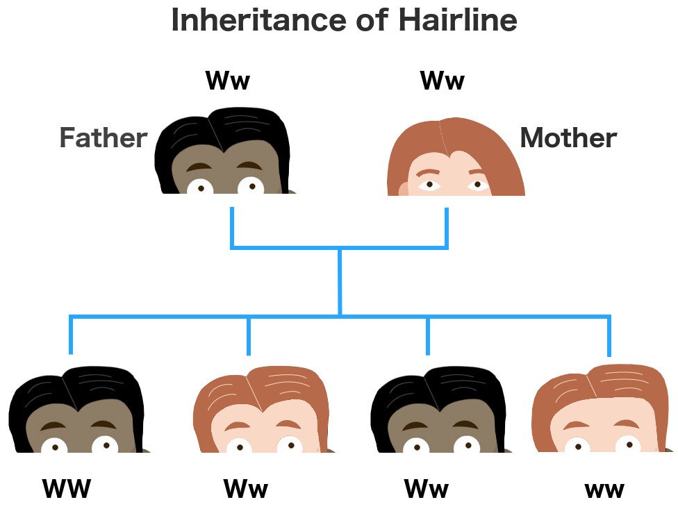 Inheritance of hairline
