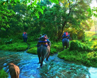 Life On Earth jungle safari elephant people water river green