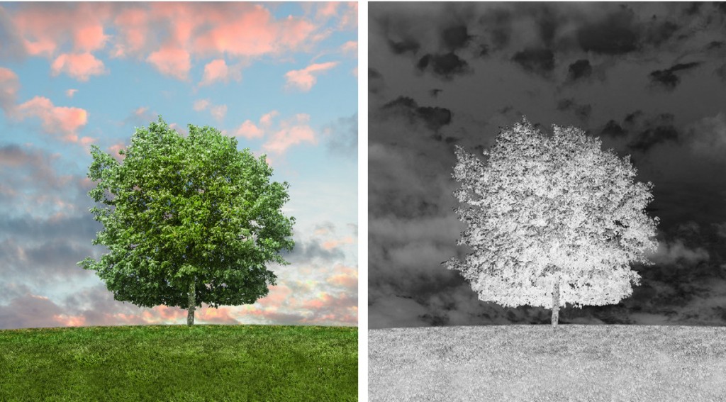 Tree in sunlight & tree in negative
