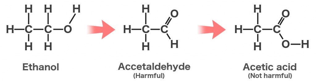 Metabolism of alcohol Ethanol accetaldehyde acetic acid alcohol