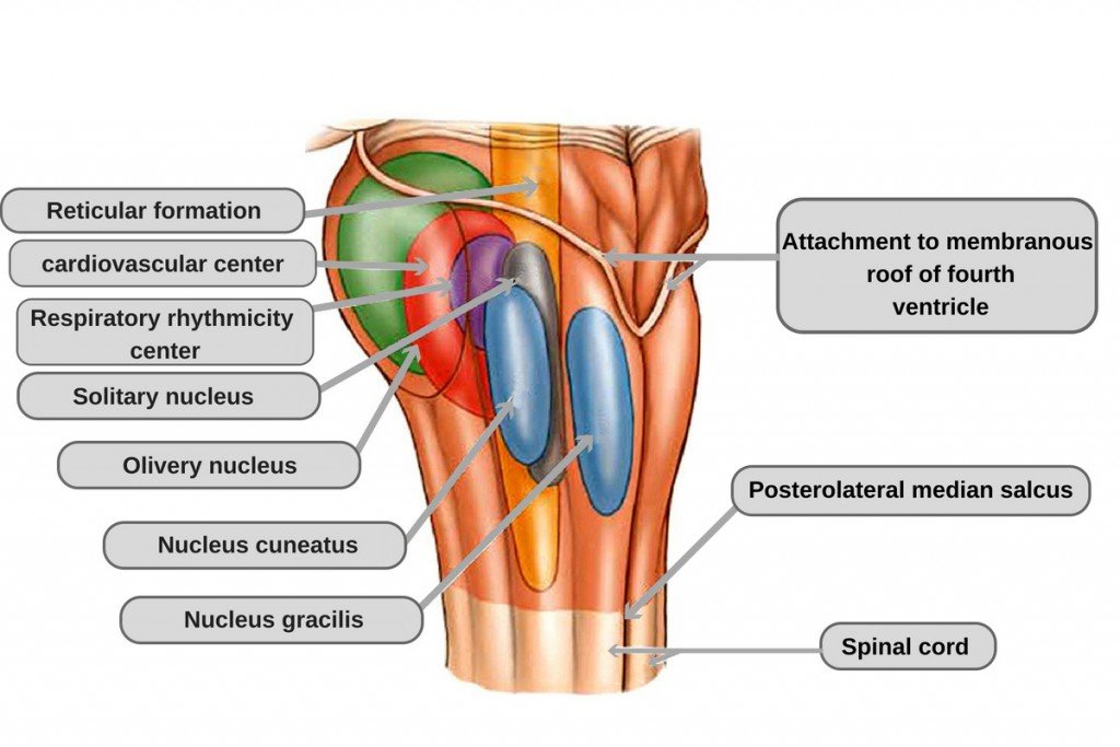 Internal anatomy of the medulla