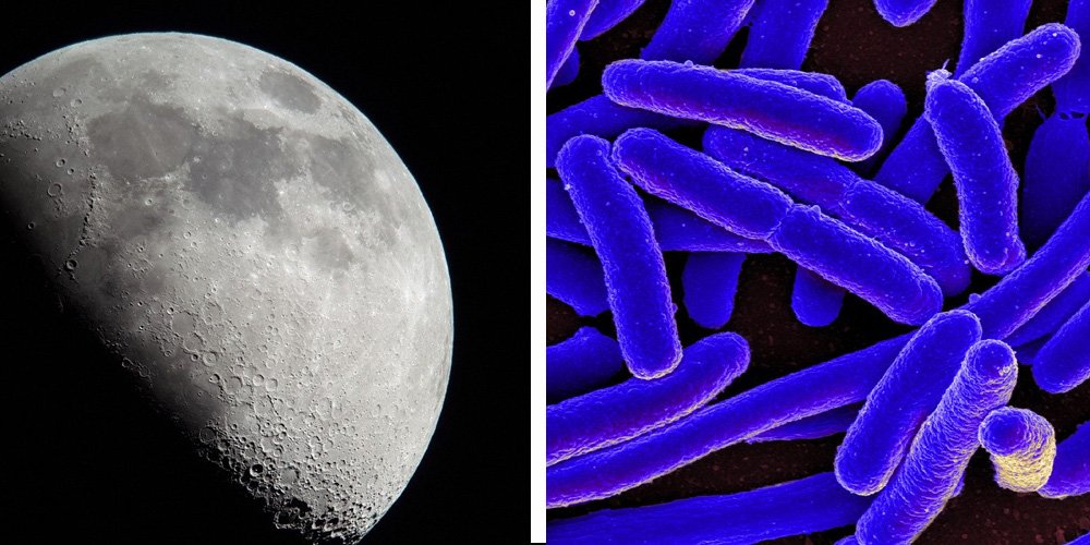 Moon and microorganism