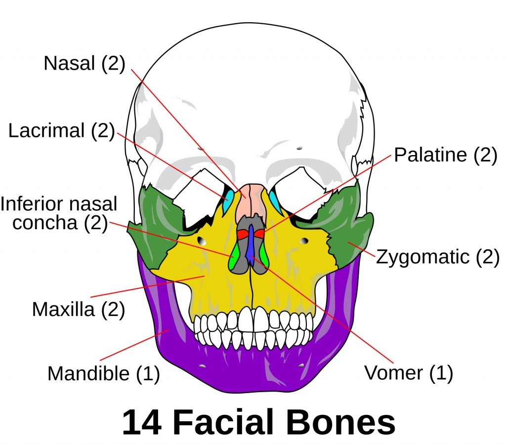 Facial skeleton