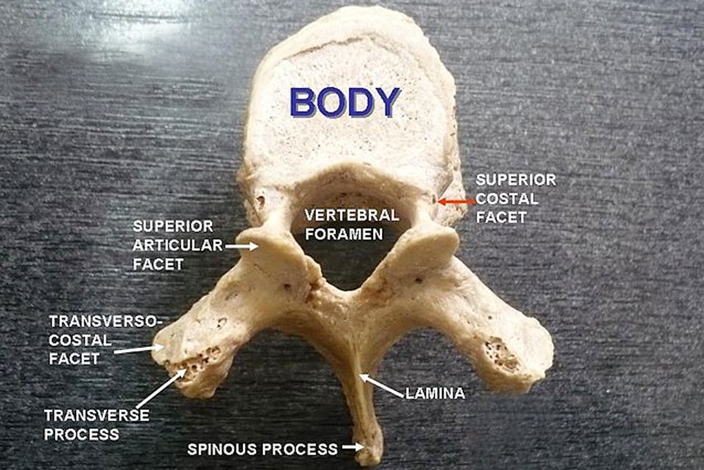 Thoracic vertebra