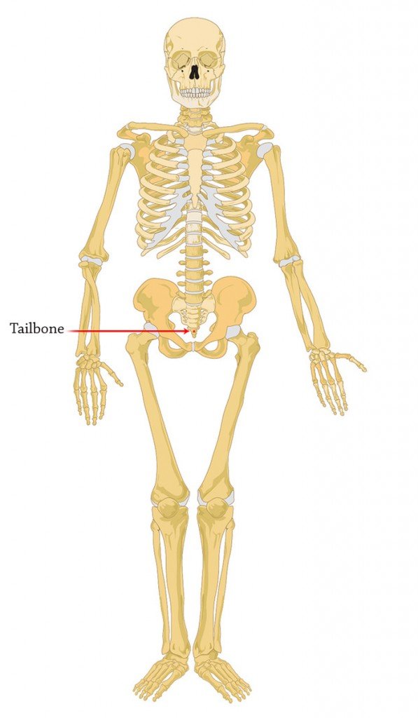 tailbone