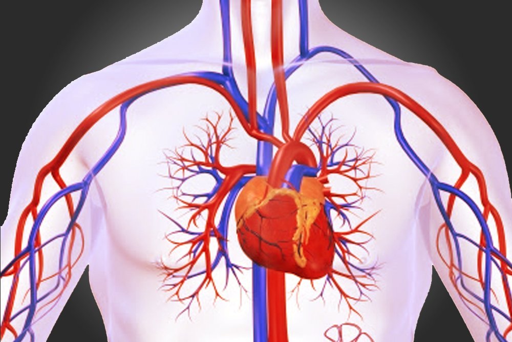circulatory system