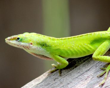 lizard green mammal nature animal cold blooded