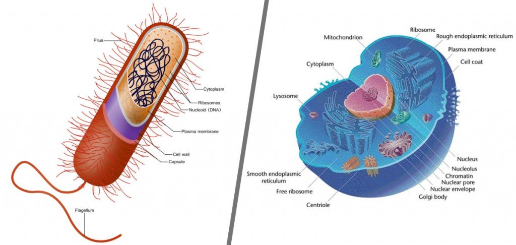Prokaryotic And Eukaryotic Cells