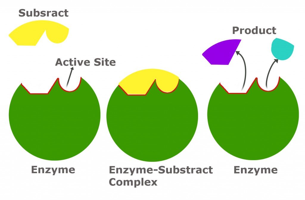 Diagram of an enzyme, substrate and product