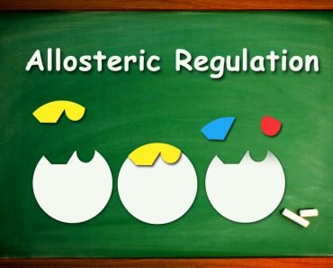 Allosteric Regulation..
