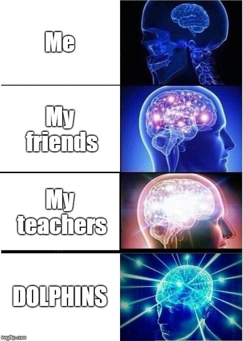 Me; My friends; My teachers; DOLPHINS