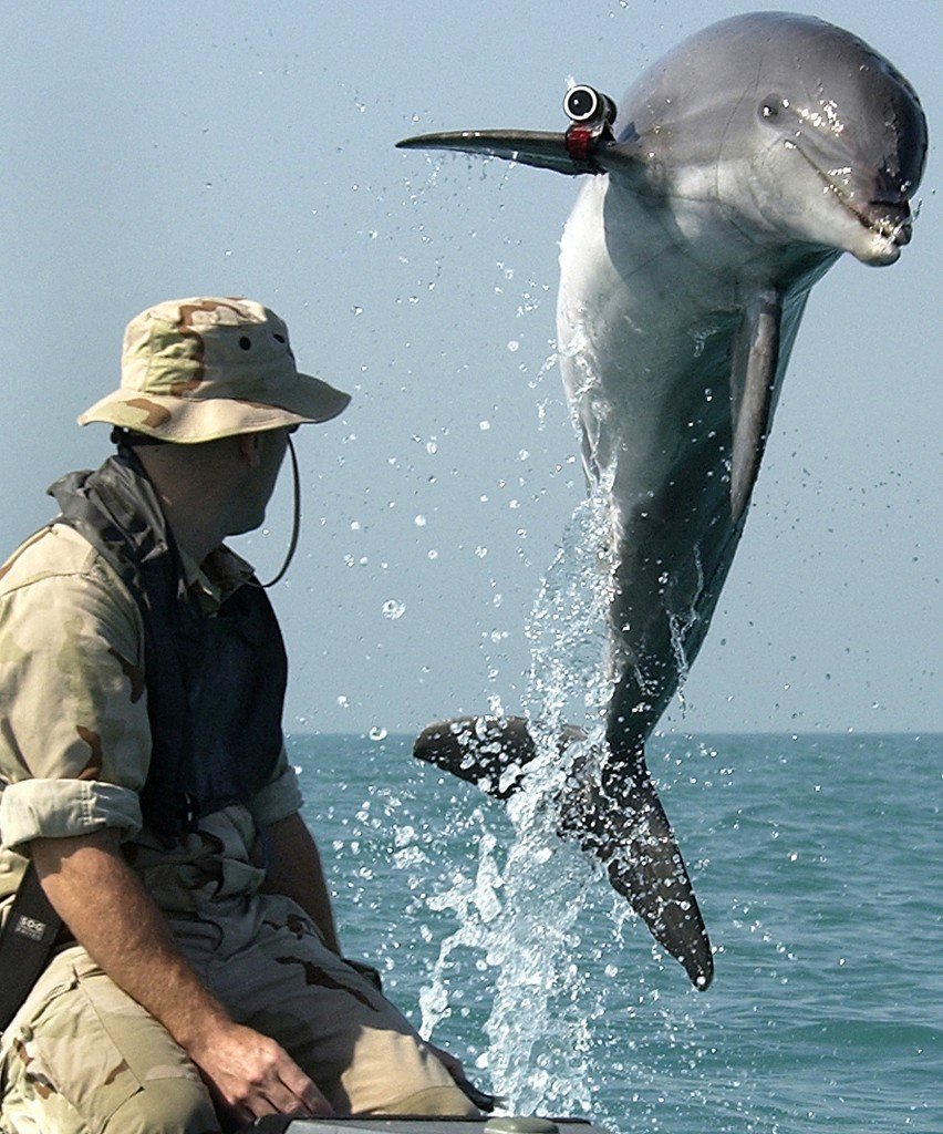 NMMP dolphin with locator