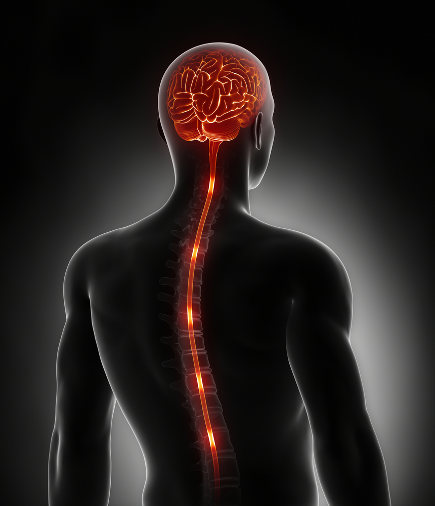 Spinal cord nerve energy impulses into brain(CLIPAREA )s