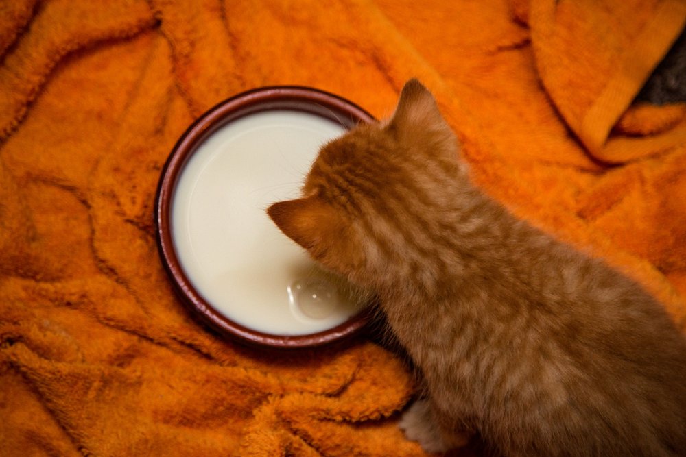 cat milking drink