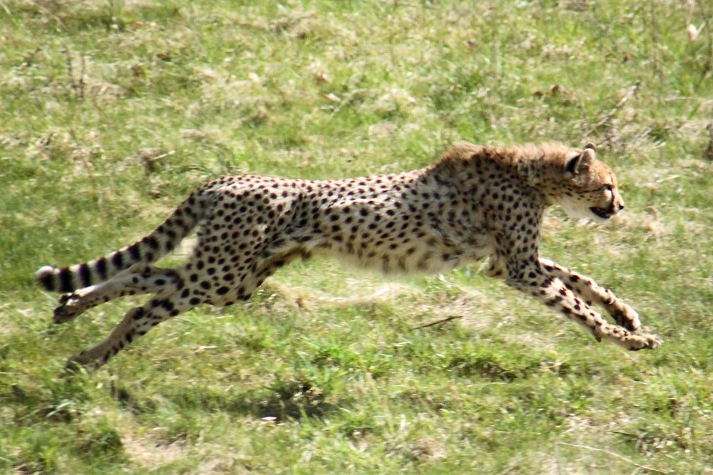cheetah, cheetah running