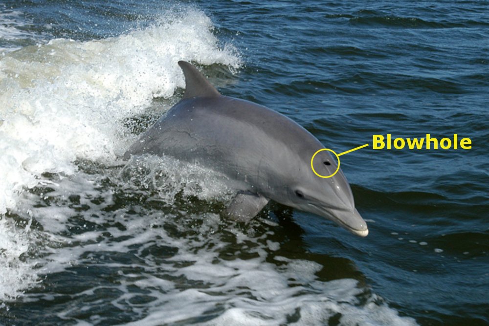 dolphin blowhole
