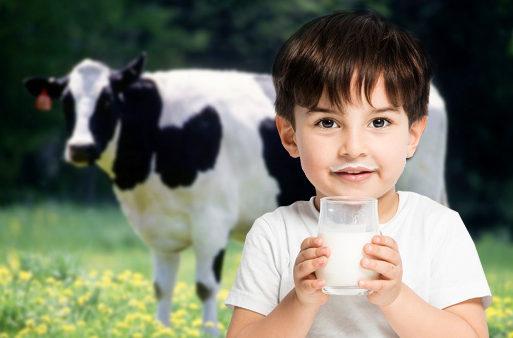 boy with milk glass cow, drinking milk