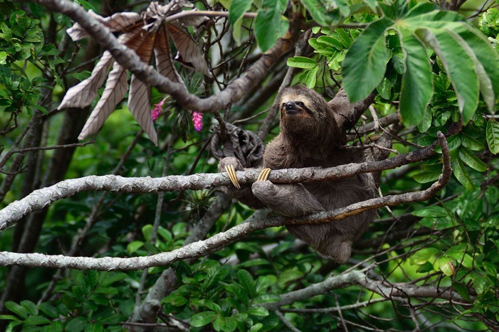 lazy sloth
