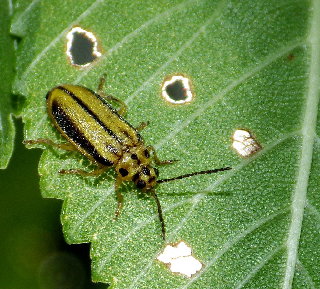 Elm Leaf beetle, Xanthogaleruca luteola