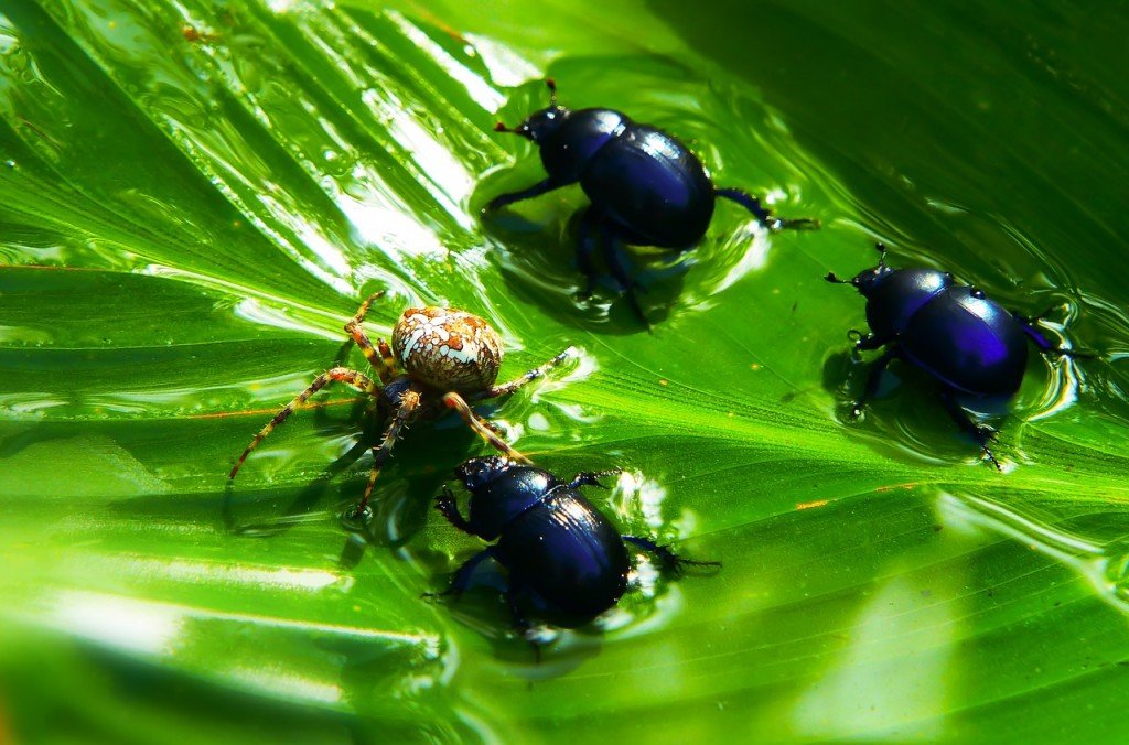 Insects Food Victim Arachnid Water Beetles Forest