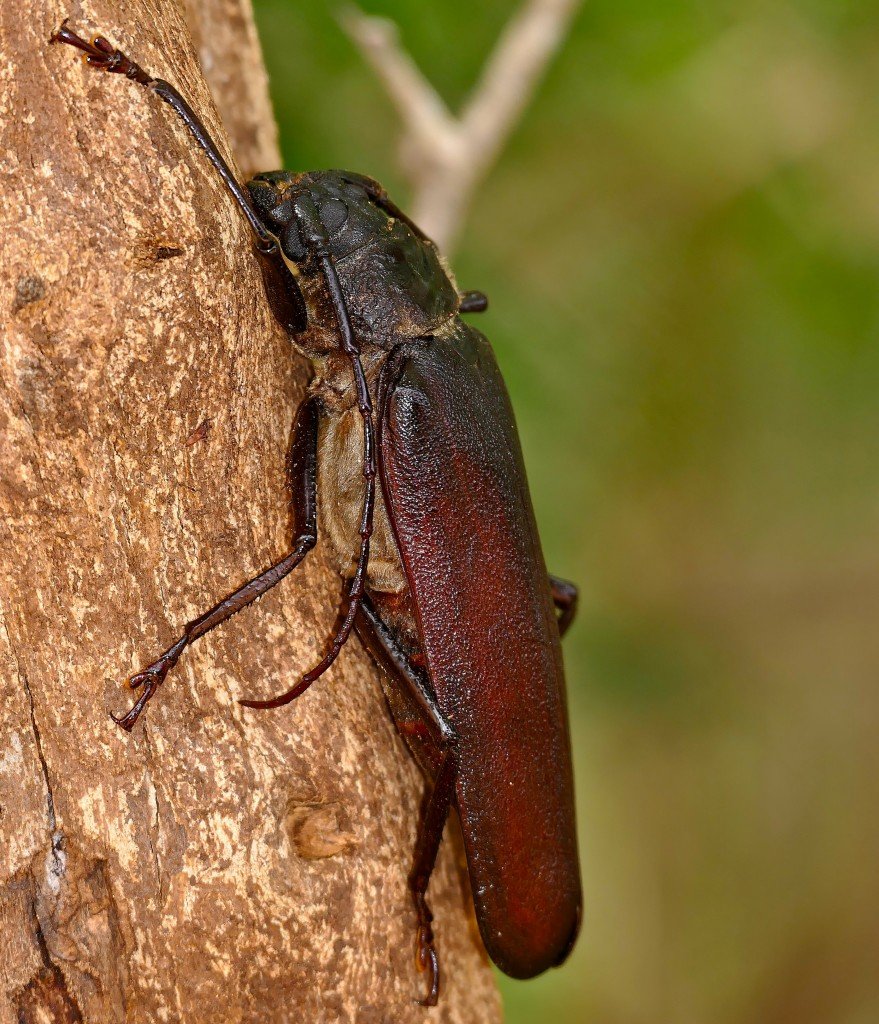 Longhorn Beetle (Macrotoma sp.)