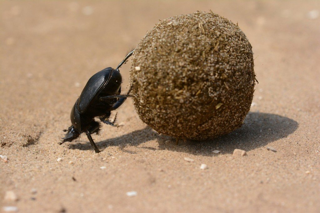 Scarab beetle feeding on animal dung