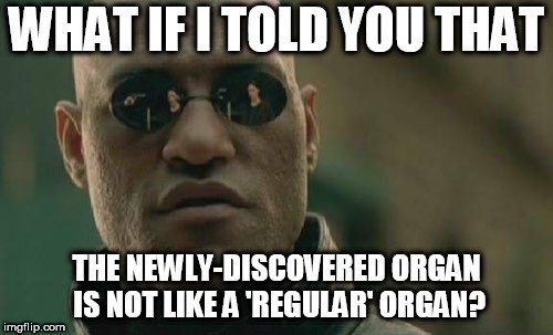 WHAT IF I TOLD YOU THAT; THE NEWLY-DISCOVERED ORGAN IS NOT LIKE A 'REGULAR' ORGAN meme