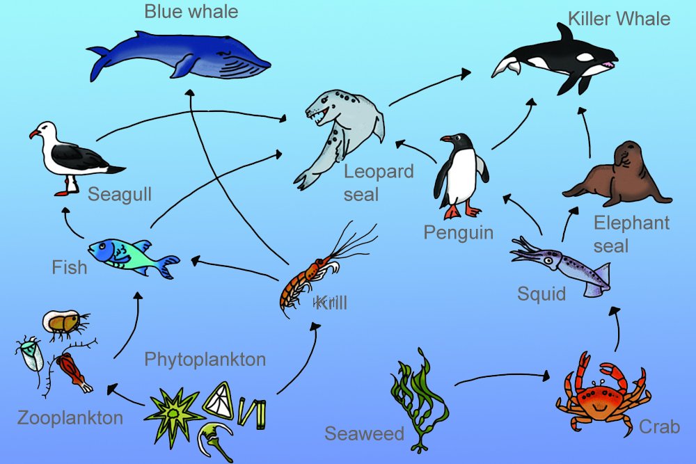 aquatic food chain