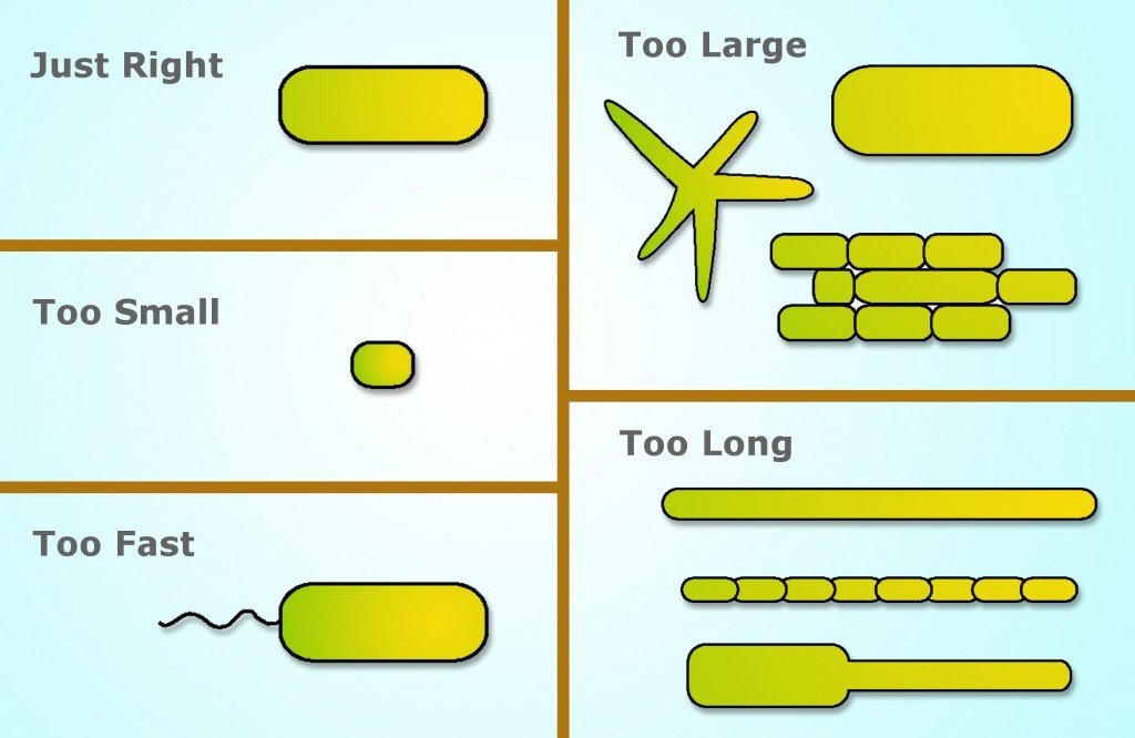 bacteria shape