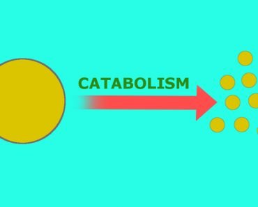 Catabolism