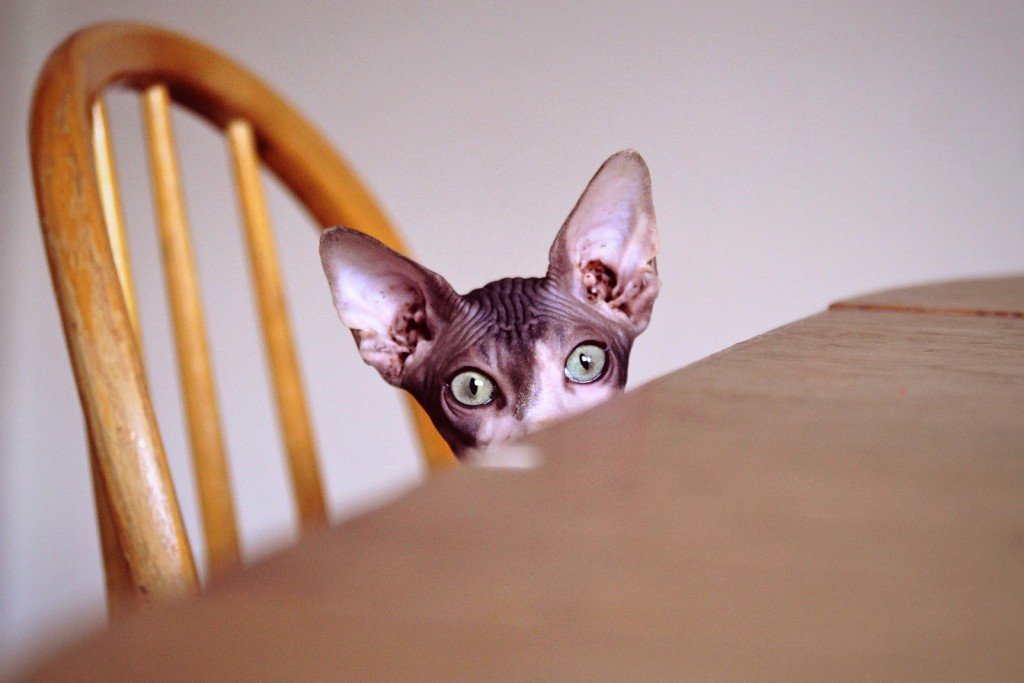 Curious and hungry Sphynx cat sitting on a dining chair