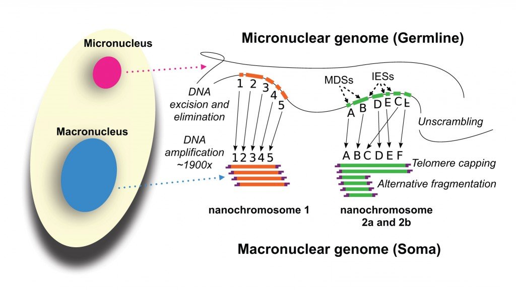 Development_of_the_Oxytricha_macronuclear_genome